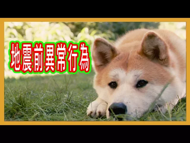 地震狗先知?日本311大地震前,狗狗的異常行為